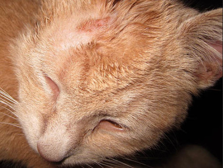 Советы от ветеринара: чем лечить лишай у кошки и не допустить заражения домочадцев 